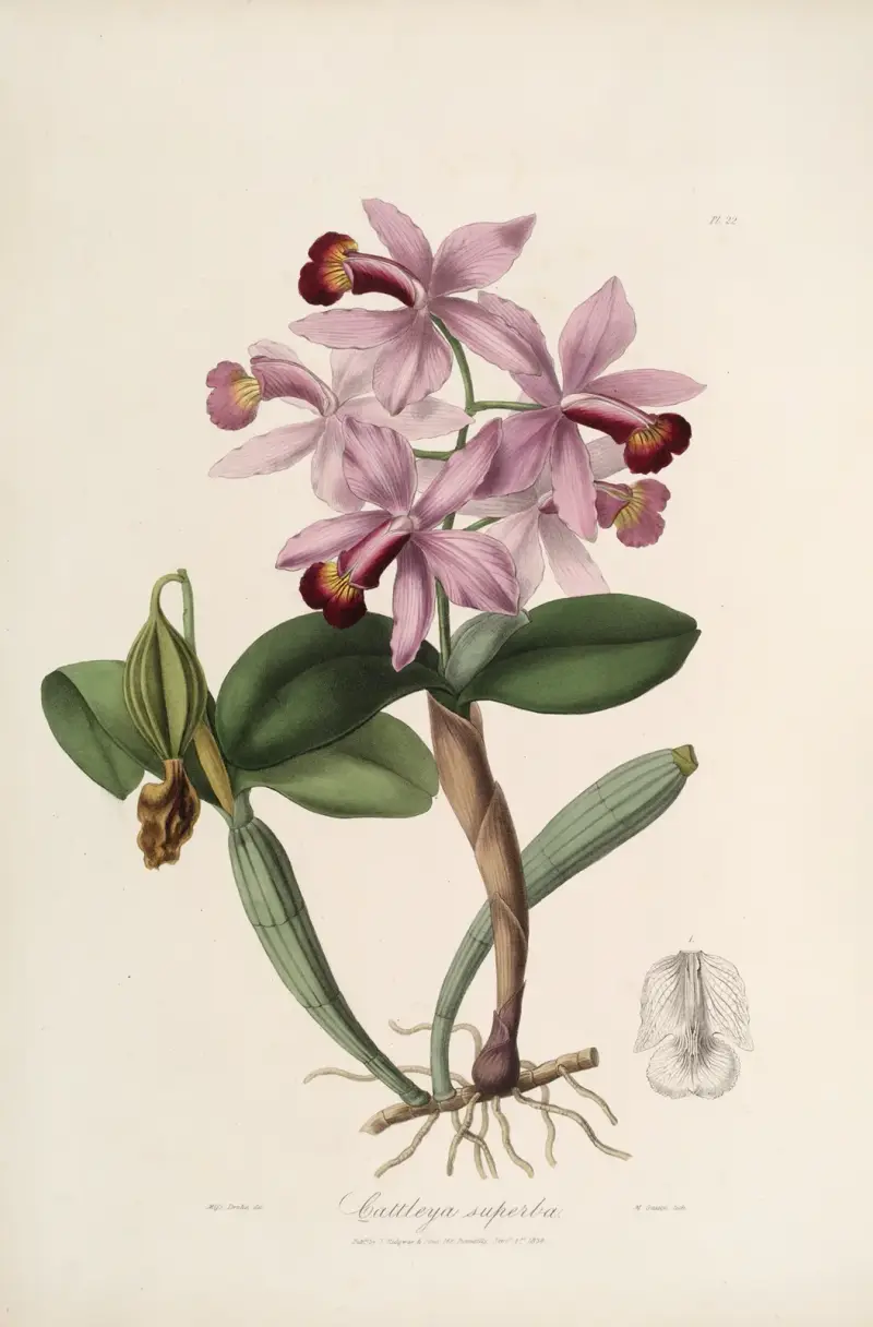 Sertum orchidaceum; ein Kranz der schönsten Orchideenblüten Taf. 22 von John Lindley