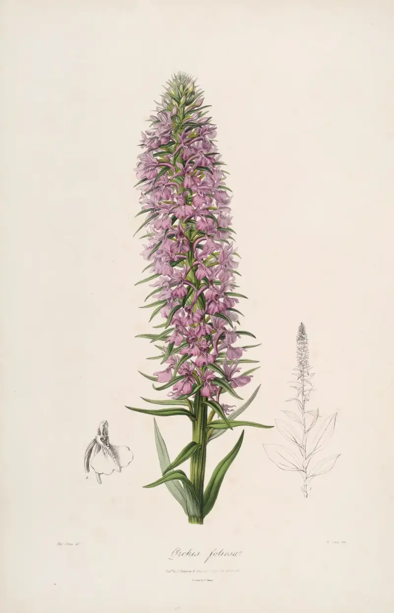 Sertum orchidaceum; A wreath of the most beautiful orchidaceous flowers Pl.44, John Lindley