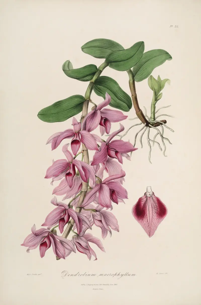 Sertum orchidaceum; A wreath of the most beautiful orchidaceous flowers Pl.35 av John Lindley