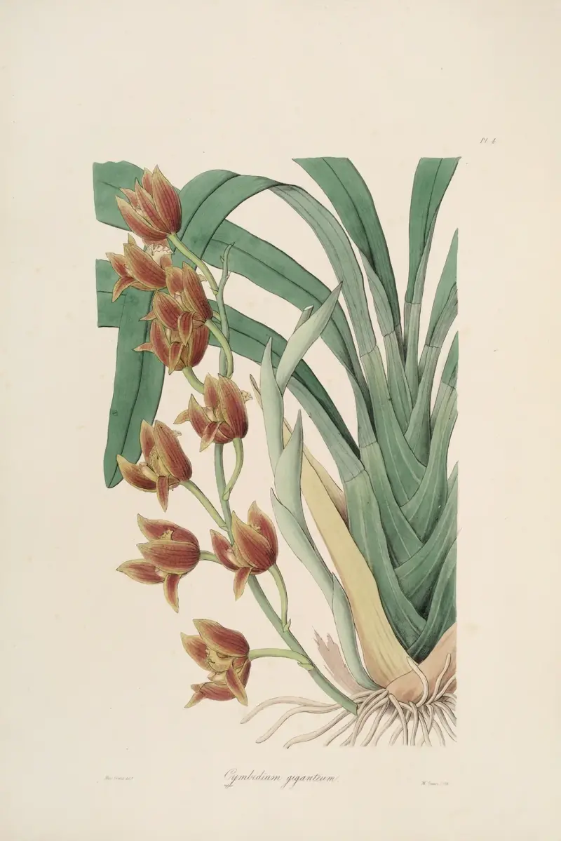 Sertum orchidaceum; A wreath of the most beautiful orchidaceous flowers Pl.04, John Lindley