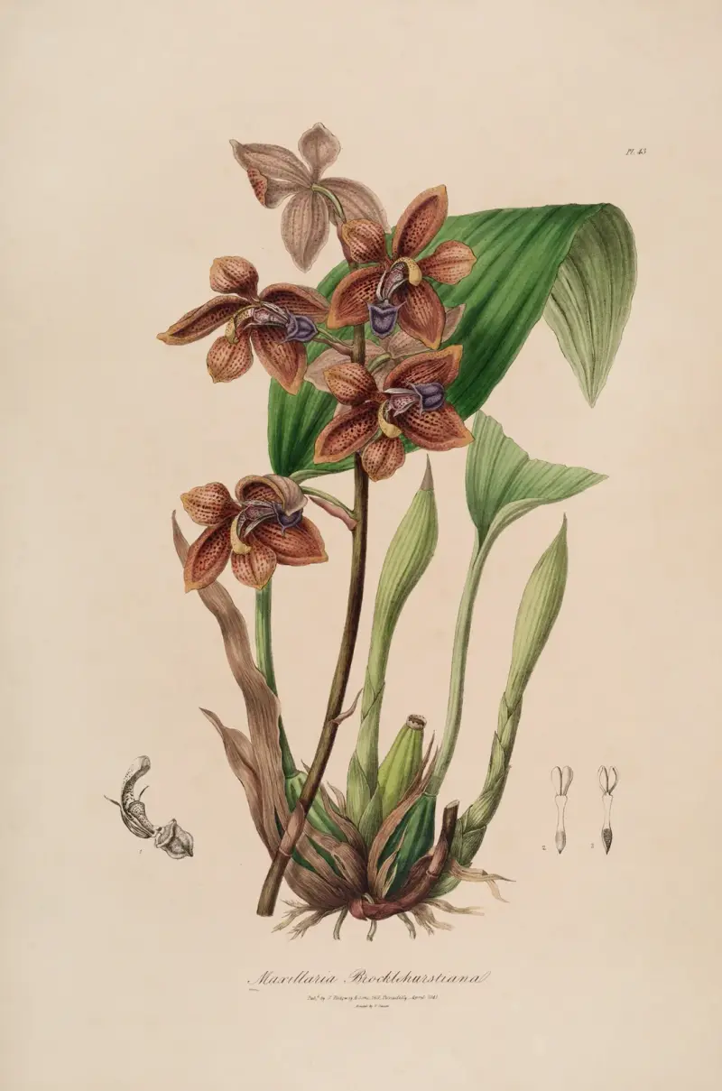 Sertum orchidaceum; A wreath of the most beautiful orchidaceous flowers Taf. 43 von John Lindley