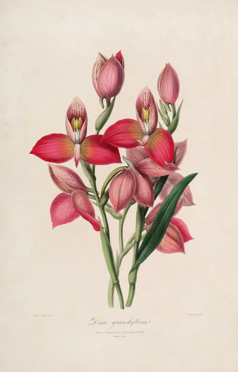 Sertum orchidaceum; En krans av de vackraste orkidéblommorna Pl.49 av John Lindley