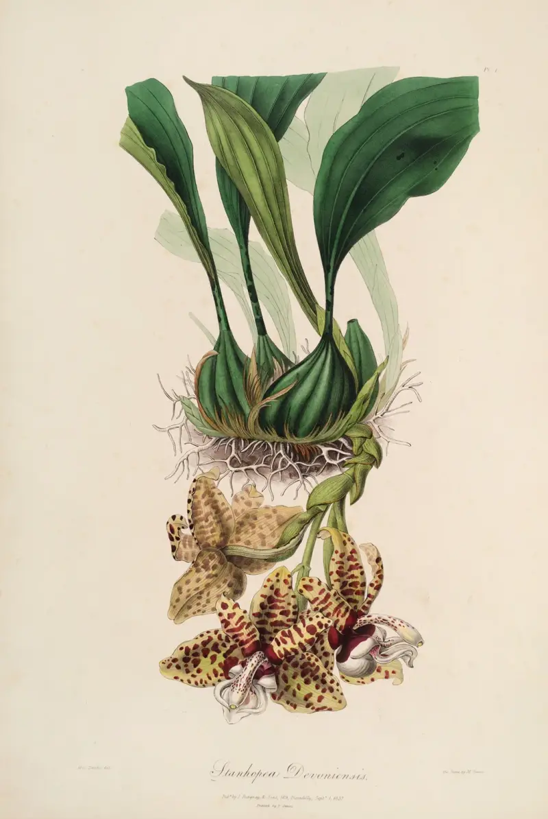 Sertum orchidaceum; Wieniec najpiękniejszych kwiatów storczykowatych Pl.01, John Lindley