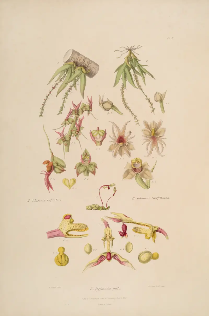 Sertum orchidaceum; A wreath of the most beautiful orchidaceous flowers Pl.08 av John Lindley