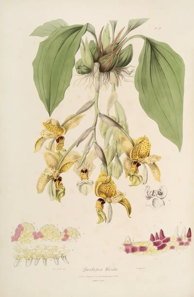 Sertum orchidaceum; ein Kranz der schönsten Orchideenblüten Taf. 20 von John Lindley