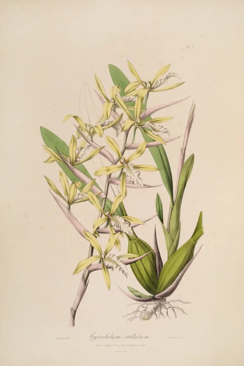 Sertum orchidaceum; wieniec z najpiękniejszych storczykowatych kwiatów, tabl. 07, John Lindley