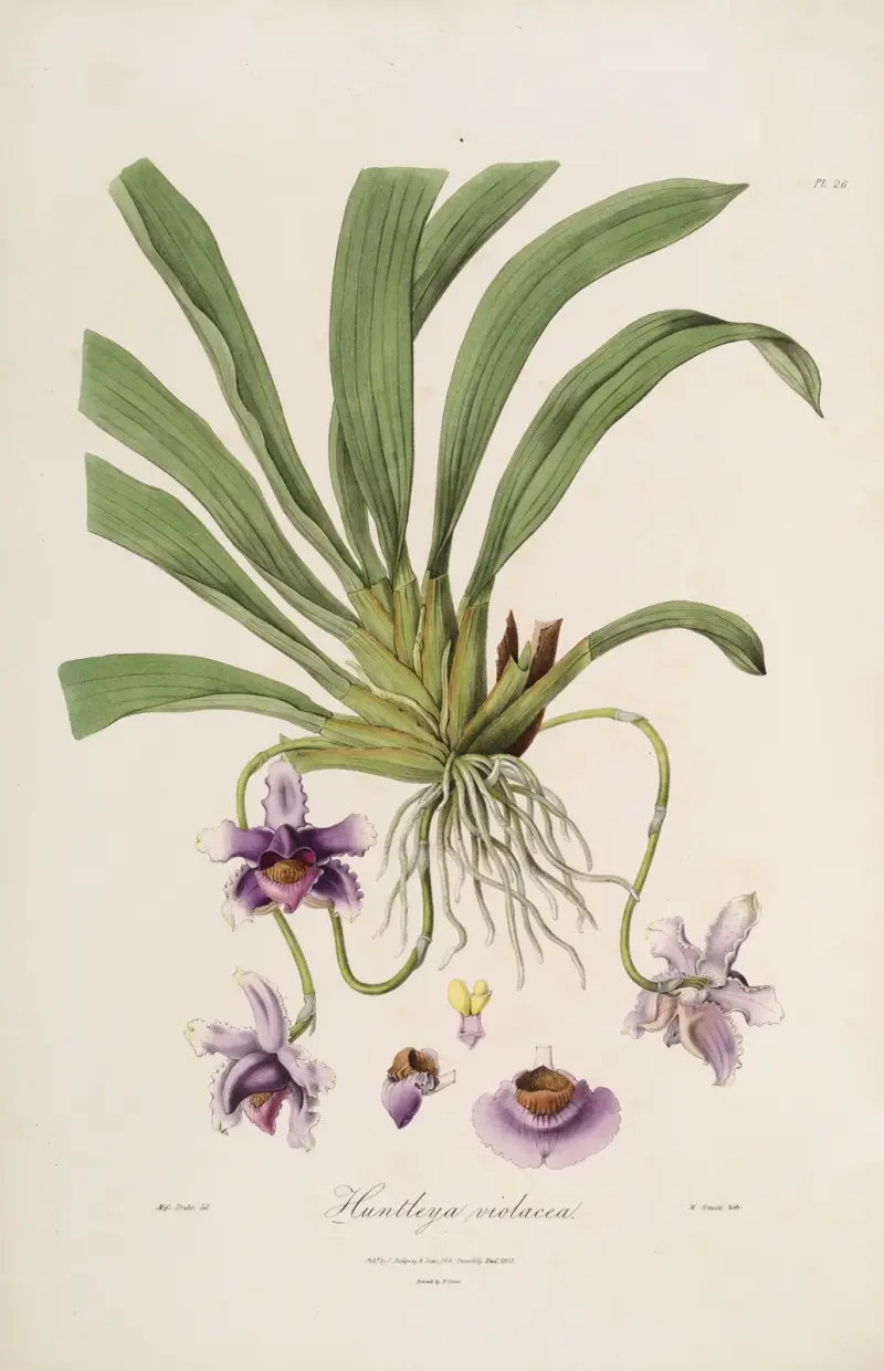 Sertum orchidaceum; A wreath of the most beautiful orchidaceous flowers Pl.26 von John Lindley