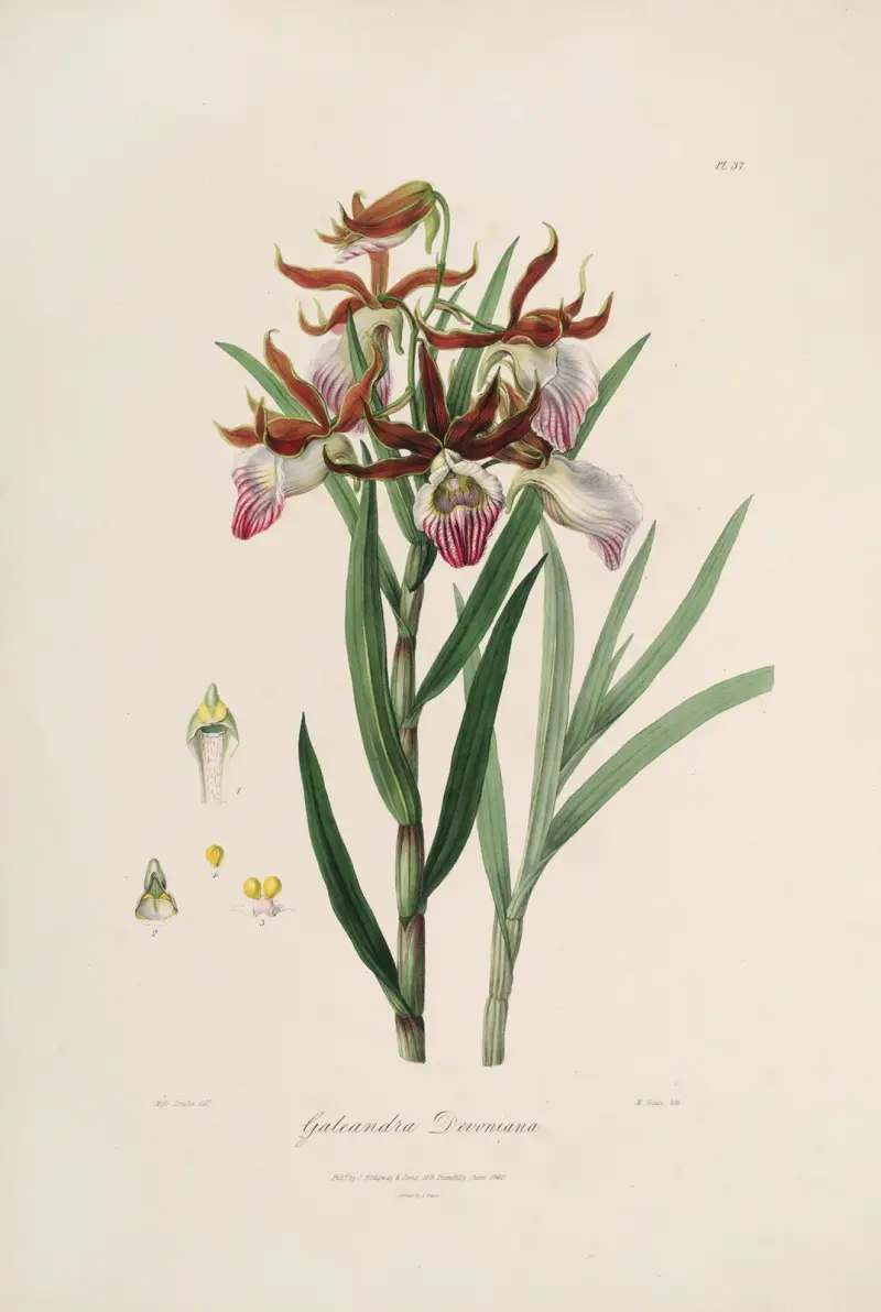 Sertum orchidaceum; A wreath of the most beautiful orchidaceous flowers Pl.37, John Lindley