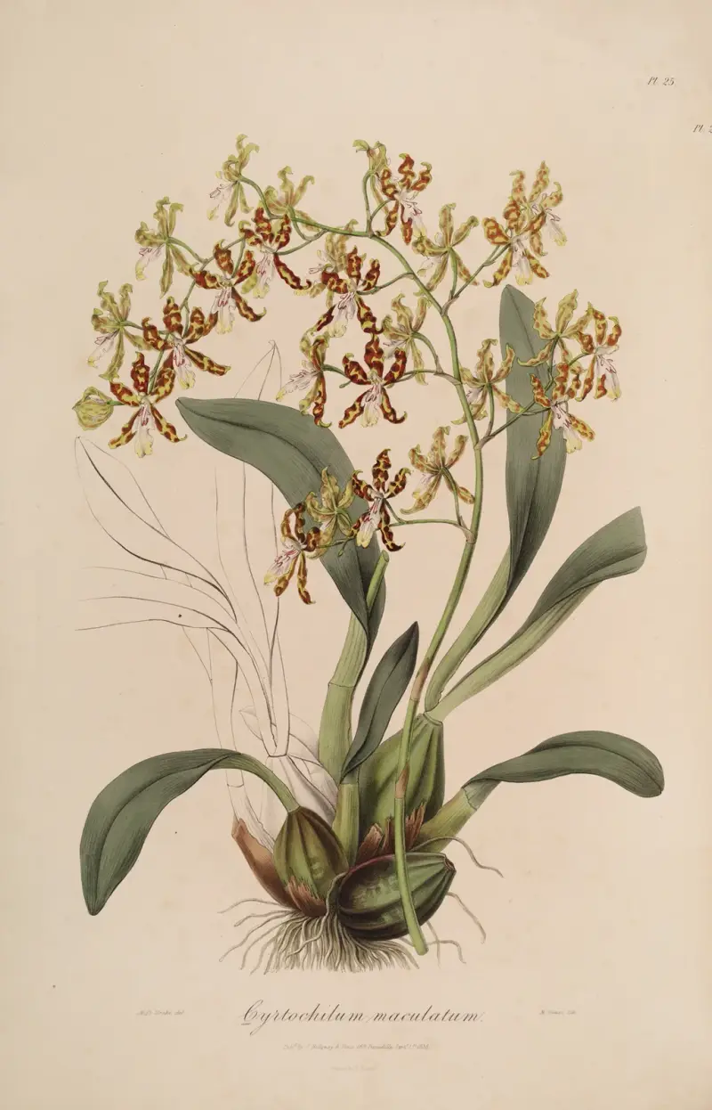 Sertum orchidaceum; A wreath of the most beautiful orchidaceous flowers Pl.25, John Lindley