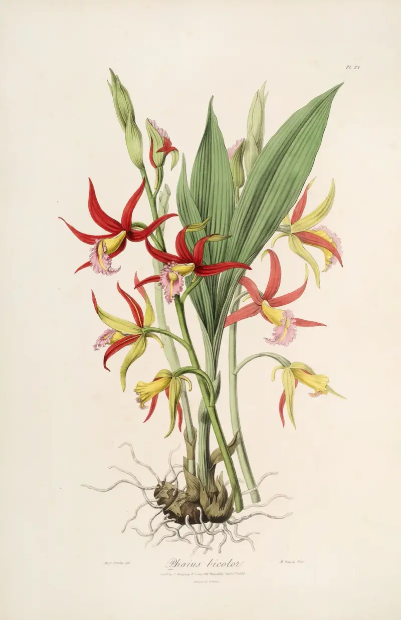 Sertum orchidaceum; Wieniec najpiękniejszych kwiatów storczykowatych Pl.23, John Lindley