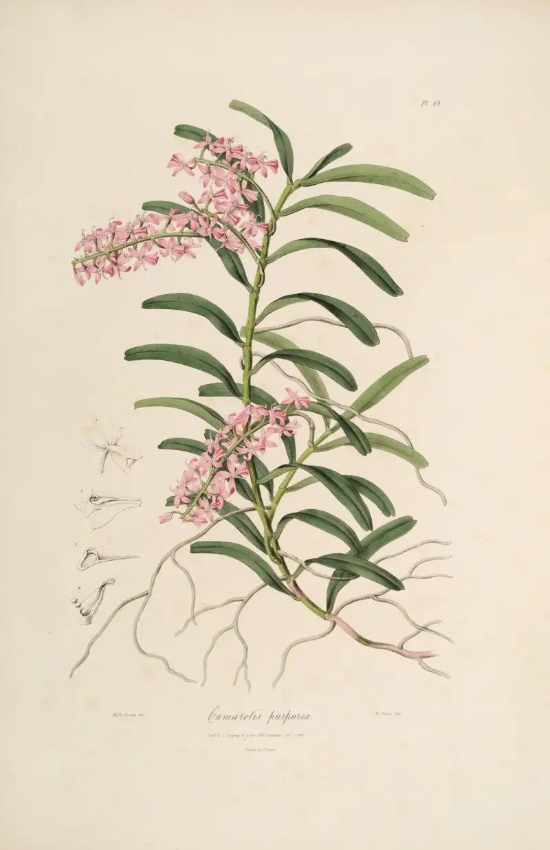 Sertum orchidaceum; A wreath of the most beautiful orchidaceous flowers Pl.19, John Lindley
