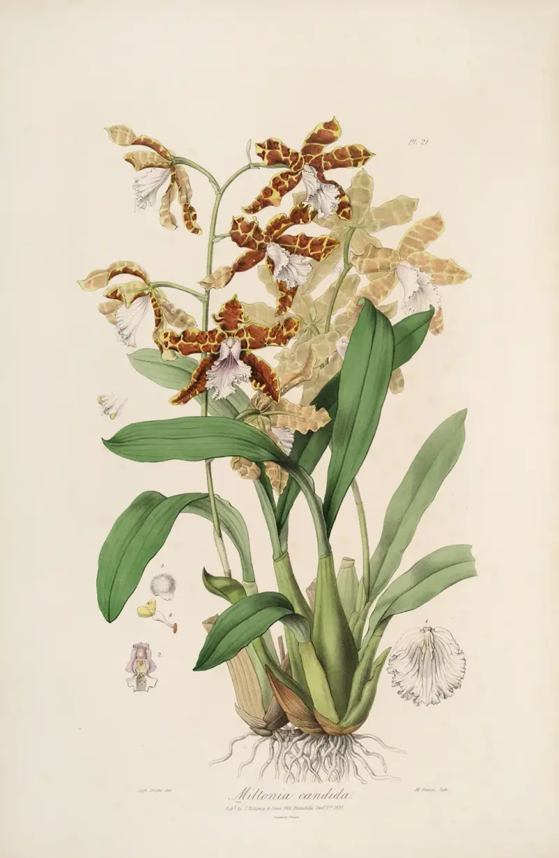 Sertum orchidaceum; A wreath of the most beautiful orchidaceous flowers Pl.21, John Lindley