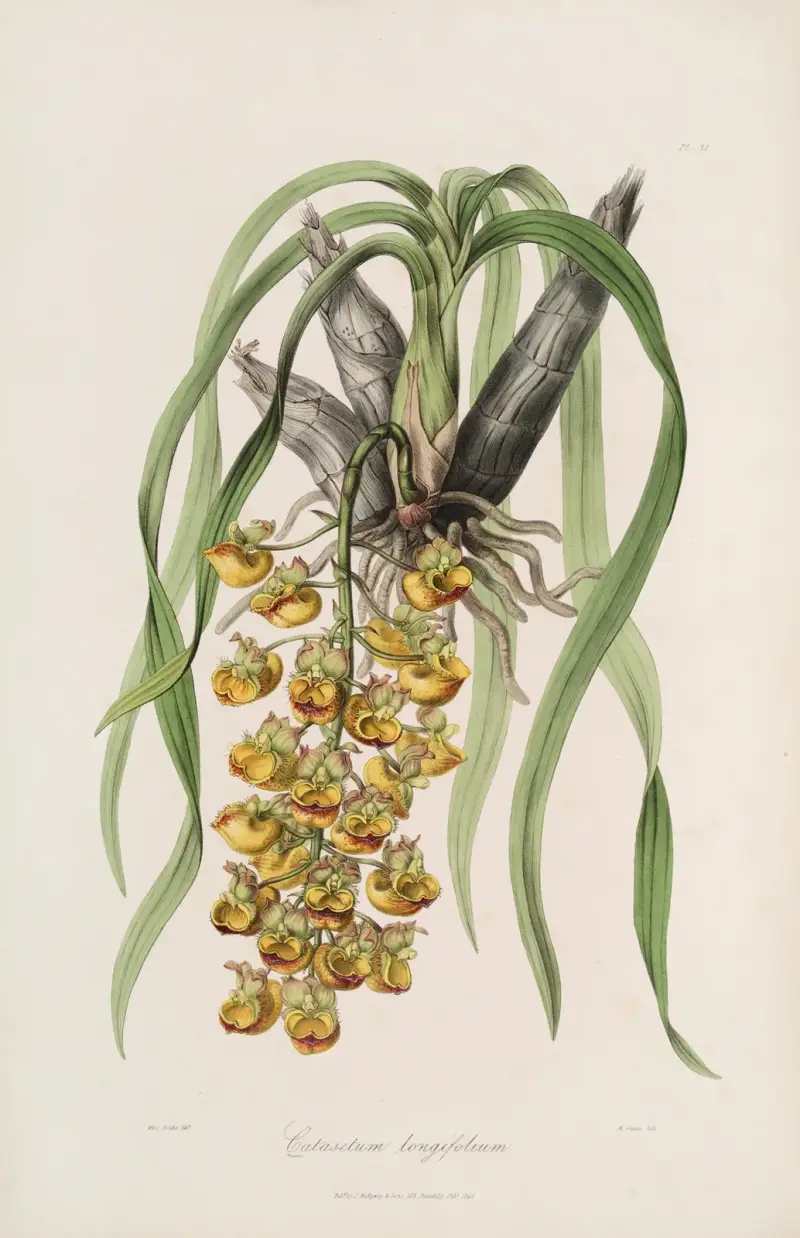 Sertum orchidaceum; ein Kranz der schönsten Orchideenblüten Pl.31 von John Lindley