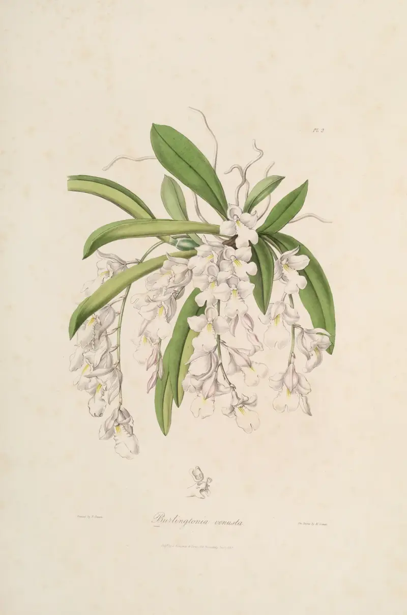 Sertum orchidaceum; Ein Kranz der schönsten Orchideenblüten Taf. 02 von John Lindley