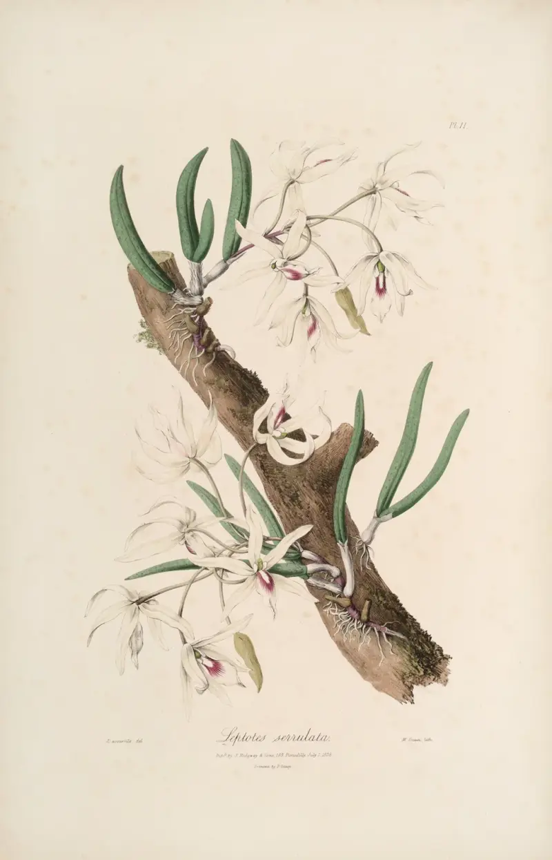 Sertum orchidaceum; A wreath of the most beautiful orchidaceous flowers Taf. 11 von John Lindley