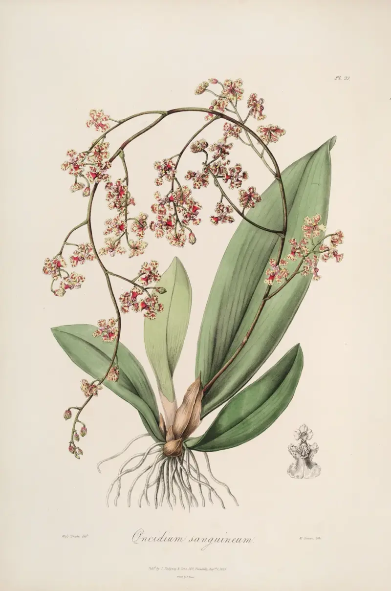 Sertum orchidaceum; věnec nejkrásnějších orchidejových květů, tabule 27, John Lindley