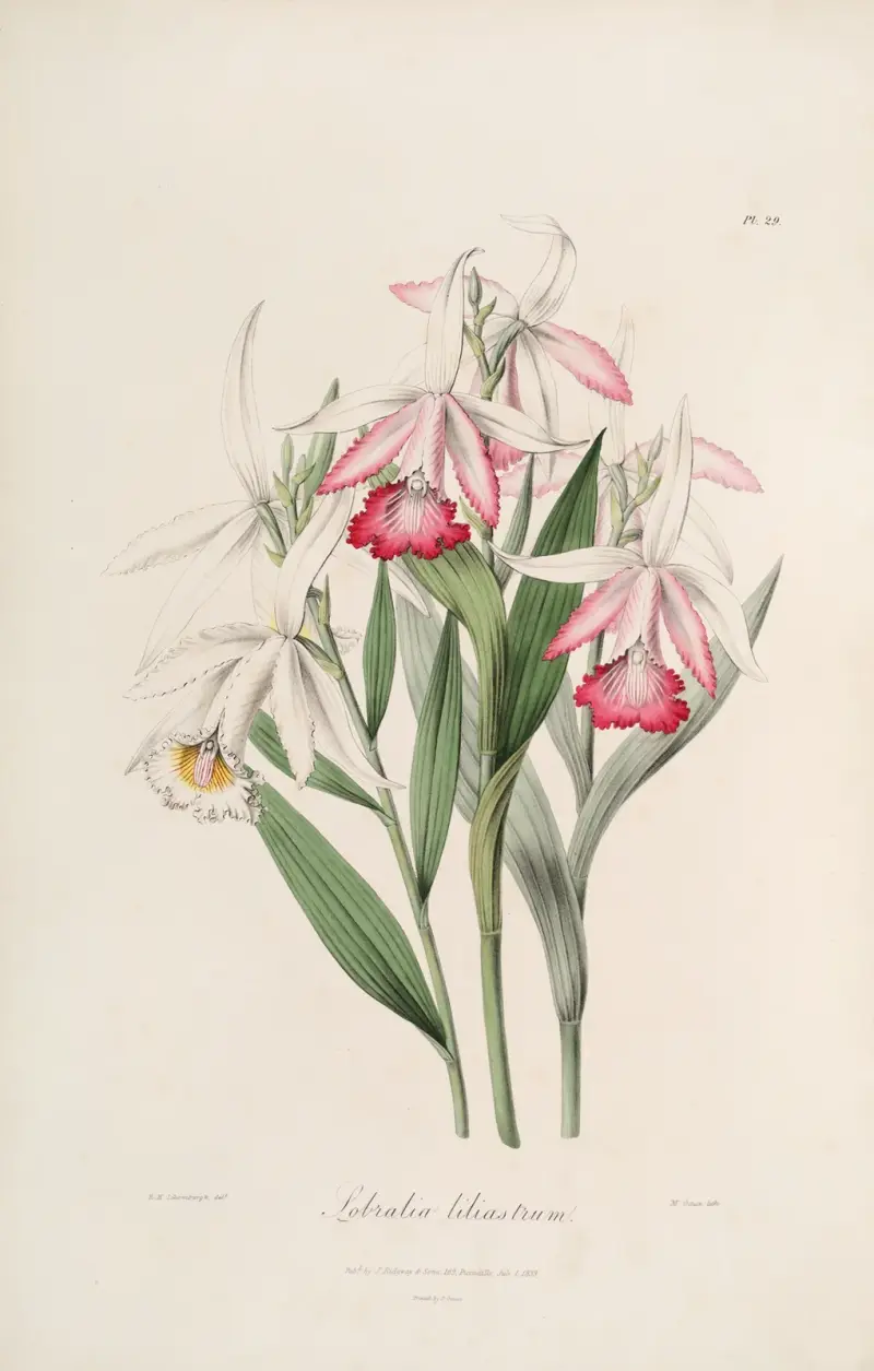 Sertum orchidaceum; Ein Kranz der schönsten orchideenartigen Blumen, Tafel 29 von John Lindley