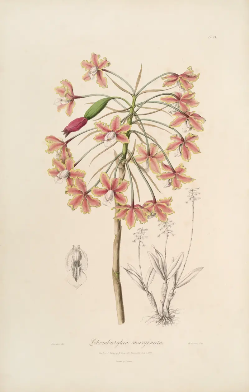 Sertum orchidaceum; Ein Kranz der schönsten Orchideenblüten Taf. 13 von John Lindley