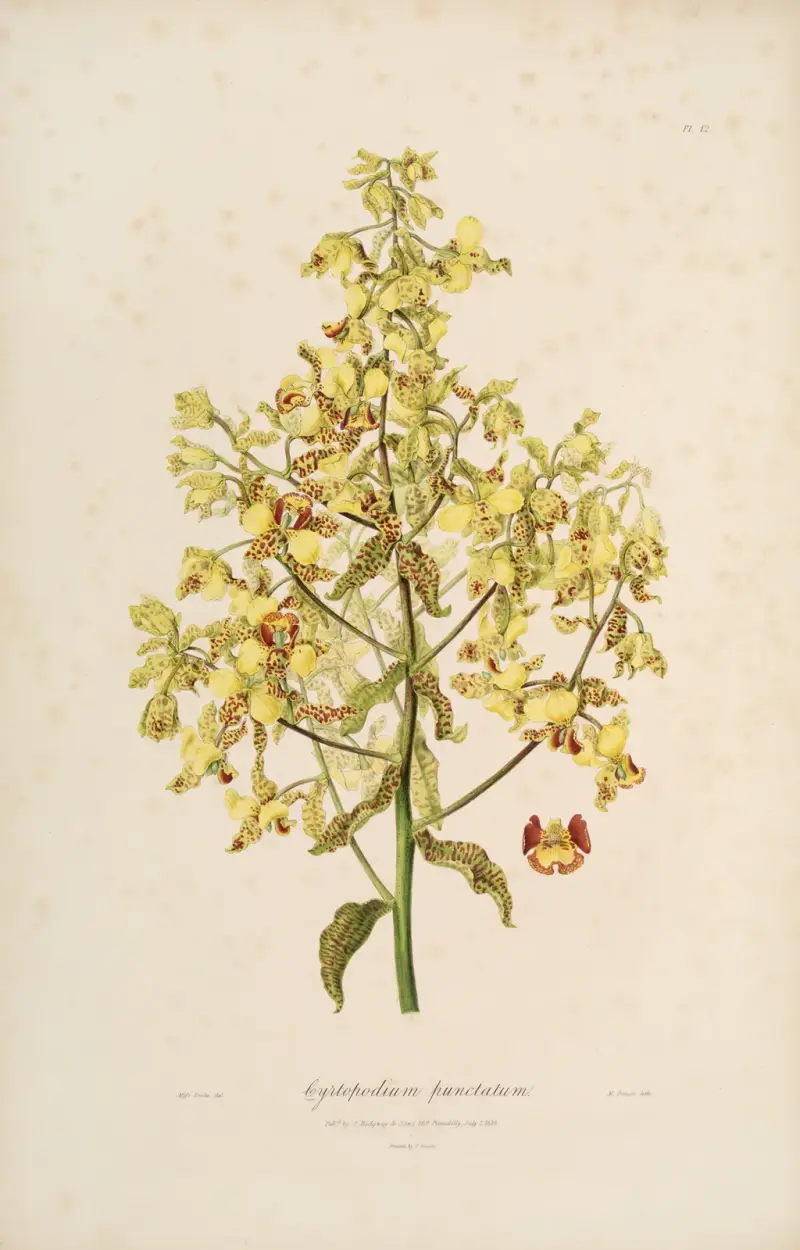 Sertum orchidaceum; A wreath of the most beautiful orchidaceous flowers Pl.12 av John Lindley