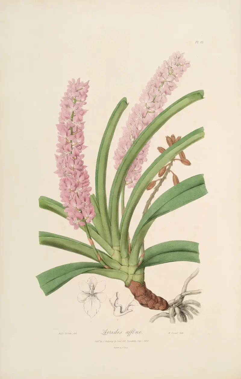 Sertum orchidaceum; Ein Kranz der schönsten orchideenartigen Blumen Taf. 15 von John Lindley