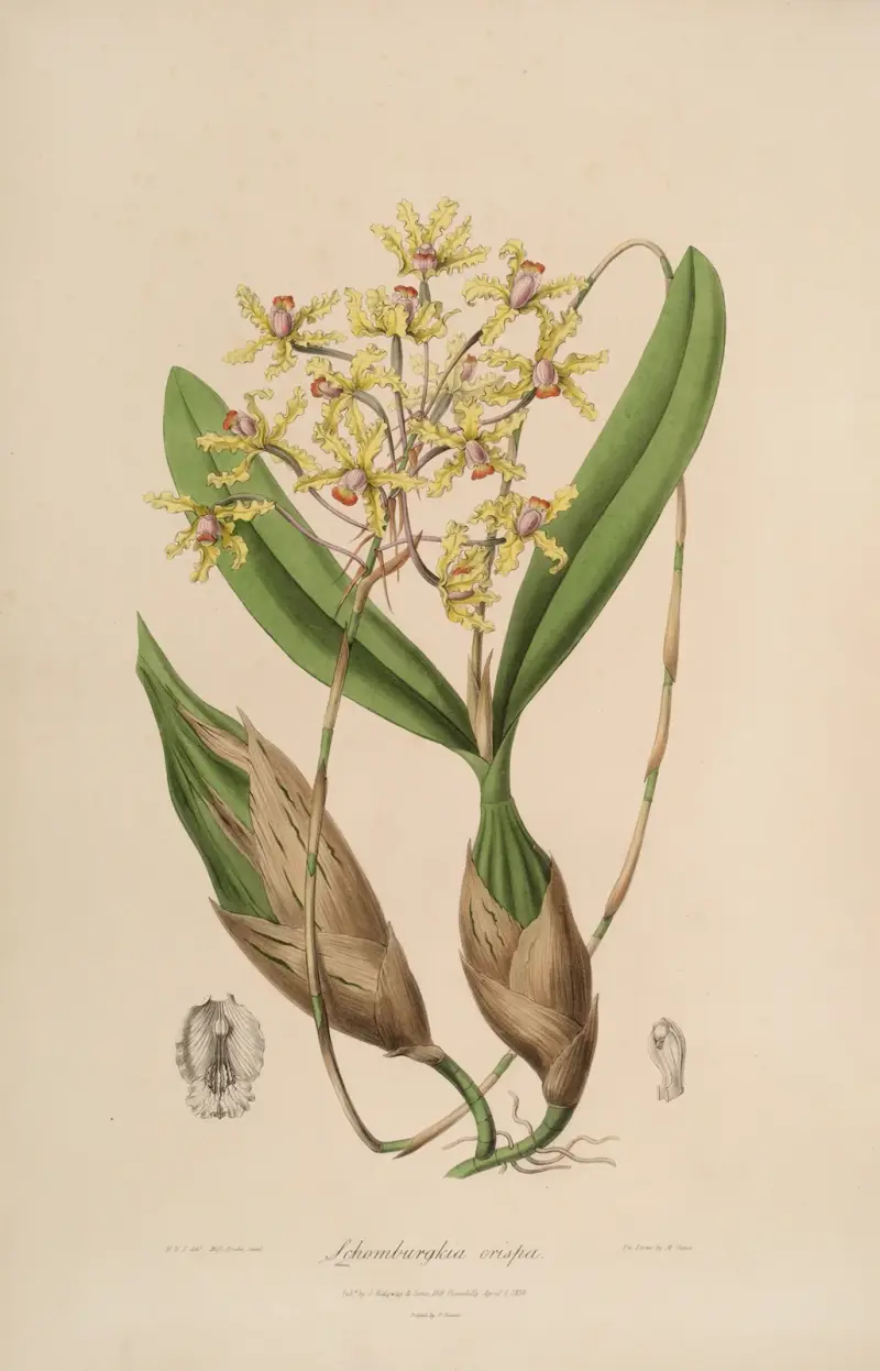 Sertum orchidaceum; A wreath of the most beautiful orchidaceous flowers Pl.10 av John Lindley
