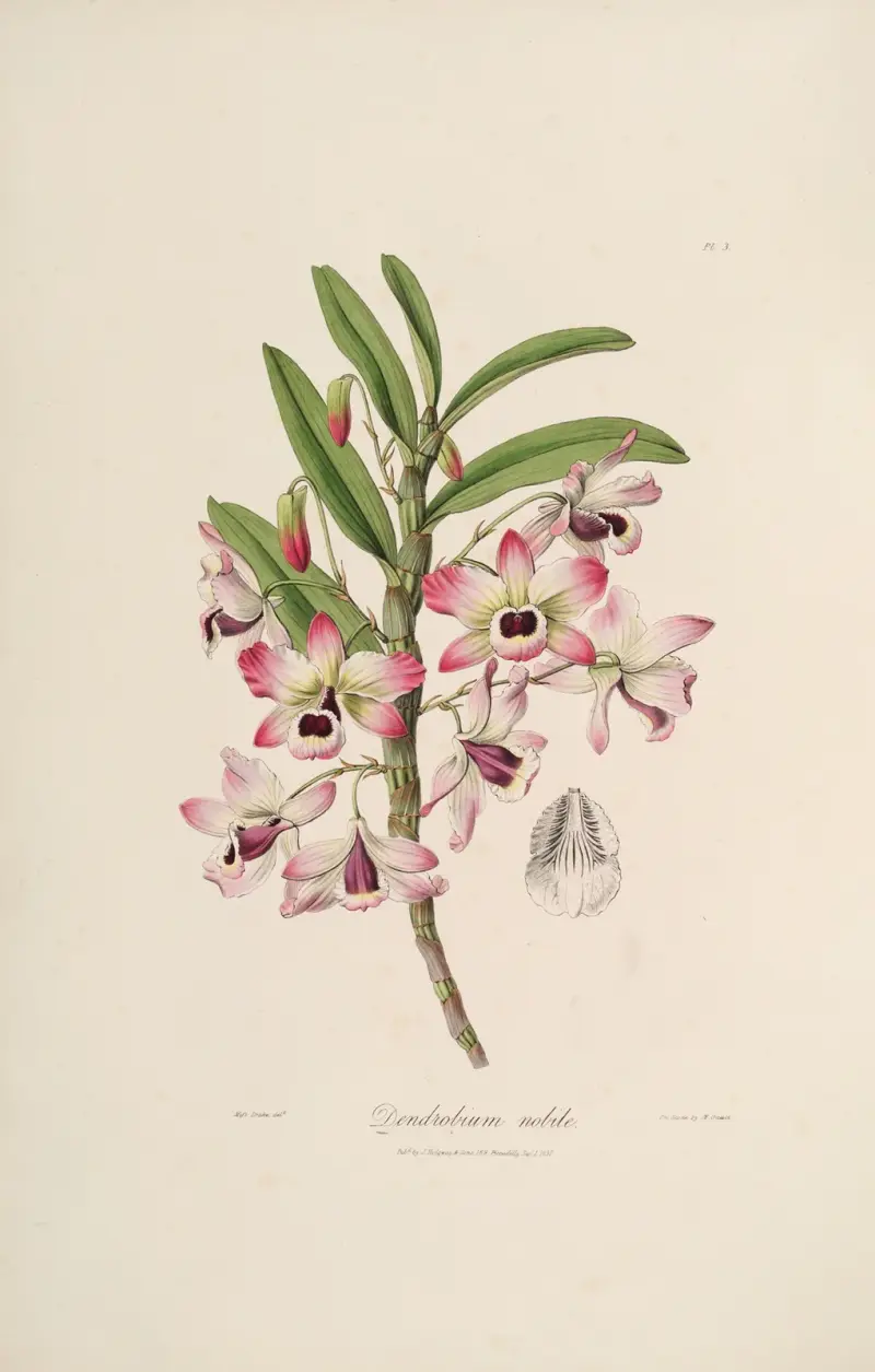 Sertum orchidaceum; Ein Kranz der schönsten orchideenartigen Blumen Taf. 03 von John Lindley