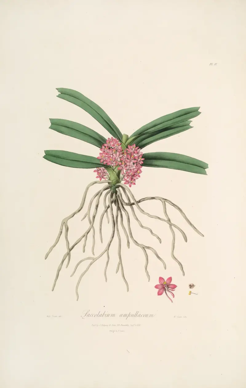 Sertum orchidaceum; A wreath of the most beautiful orchidaceous flowers Taf. 17 von John Lindley