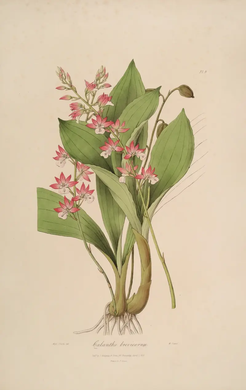 Sertum orchidaceum; Wieniec najpiękniejszych storczykowatych kwiatów Pl.09, John Lindley