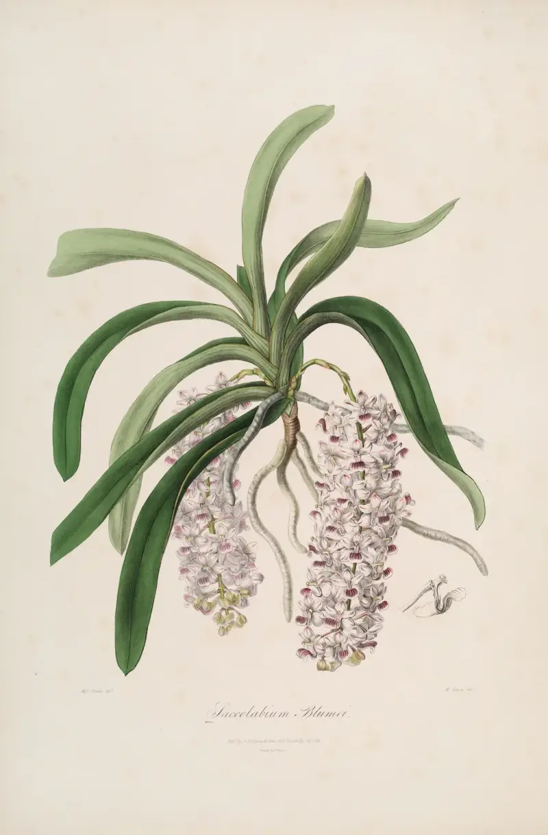 Sertum orchidaceum; Ein Kranz der schönsten orchideenartigen Blumen Pl.47 von John Lindley