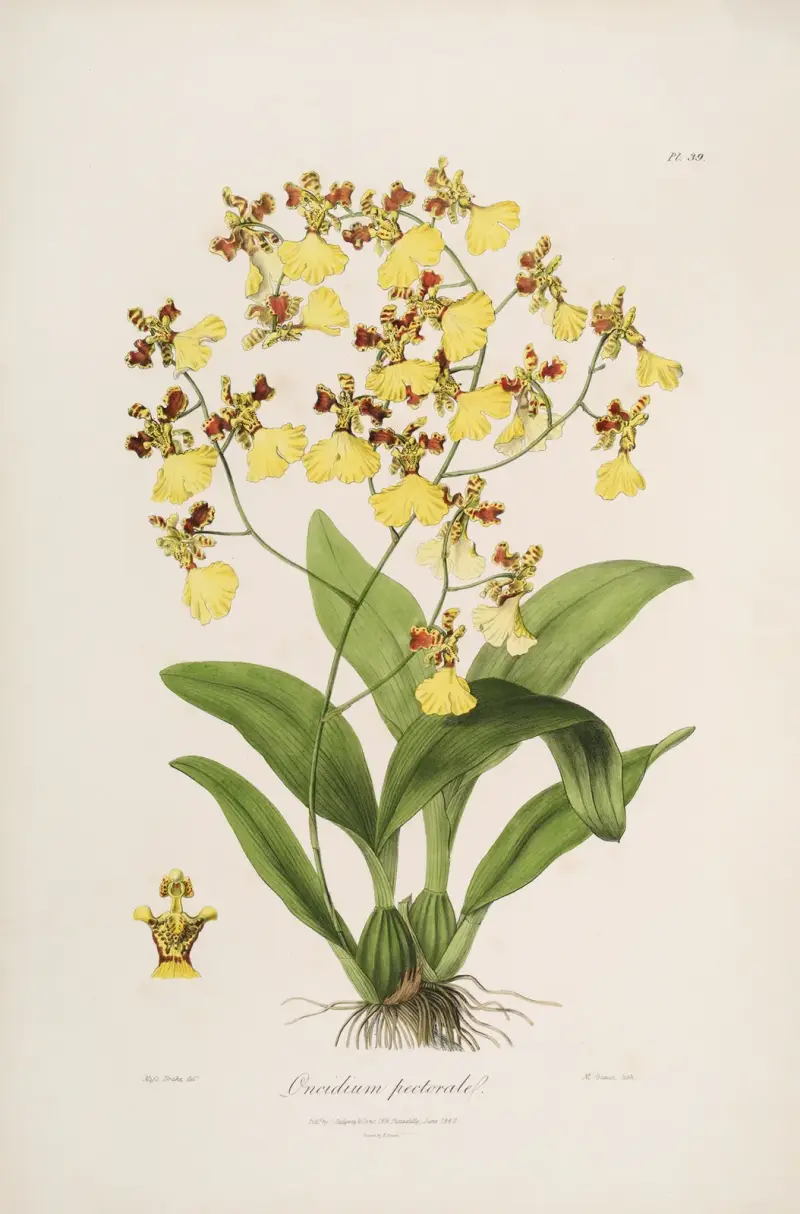 Sertum orchidaceum; A wreath of the most beautiful orchidaceous flowers Pl.39, John Lindley