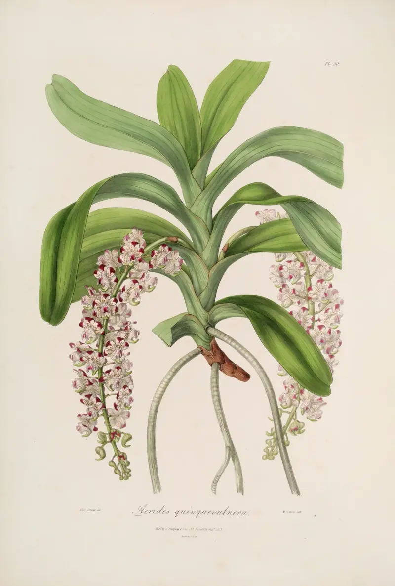 Sertum orchidaceum; A wreath of the most beautiful orchidaceous flowers Pl.30, John Lindley
