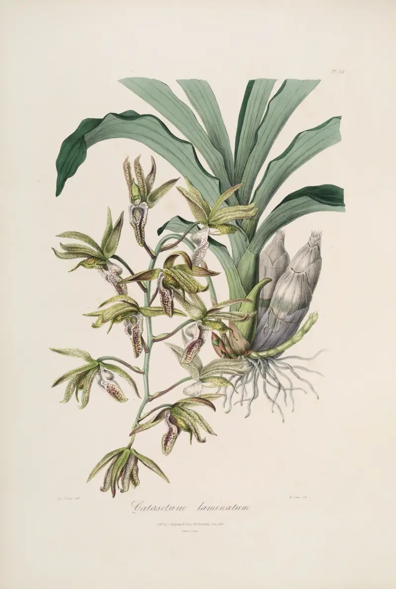 Sertum orchidaceum; wieniec najpiękniejszych kwiatów storczykowatych, plansza 38, John Lindley