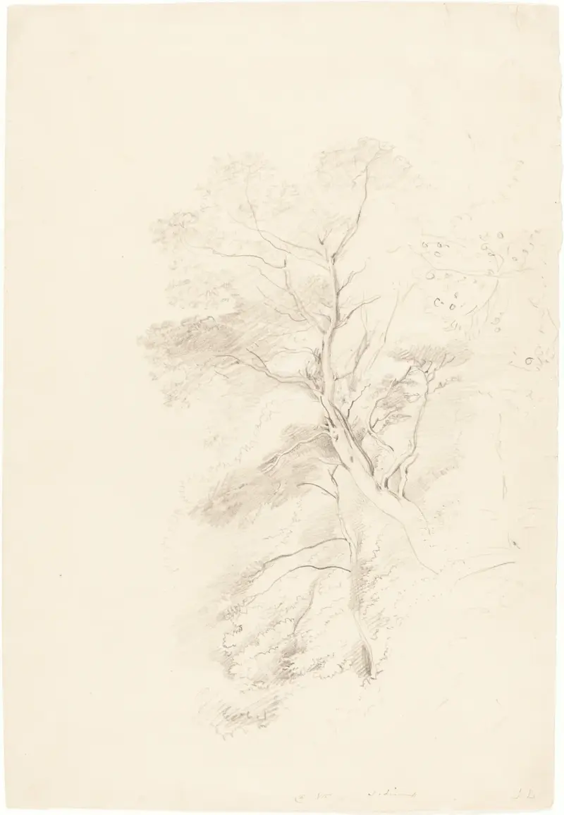 A Beech Wood av John Linnell