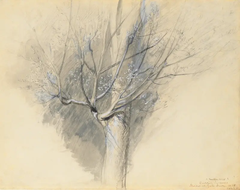 Pučící platan, John Ruskin