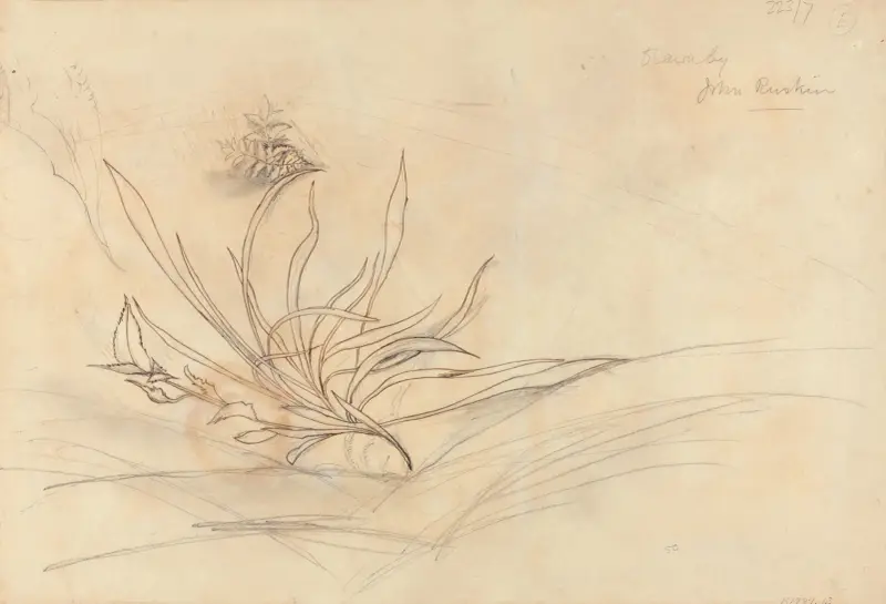 Sketch of Foliage av John Ruskin