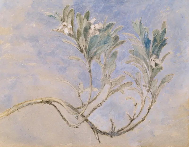 Studie av en kvist från ett myrträd av John Ruskin