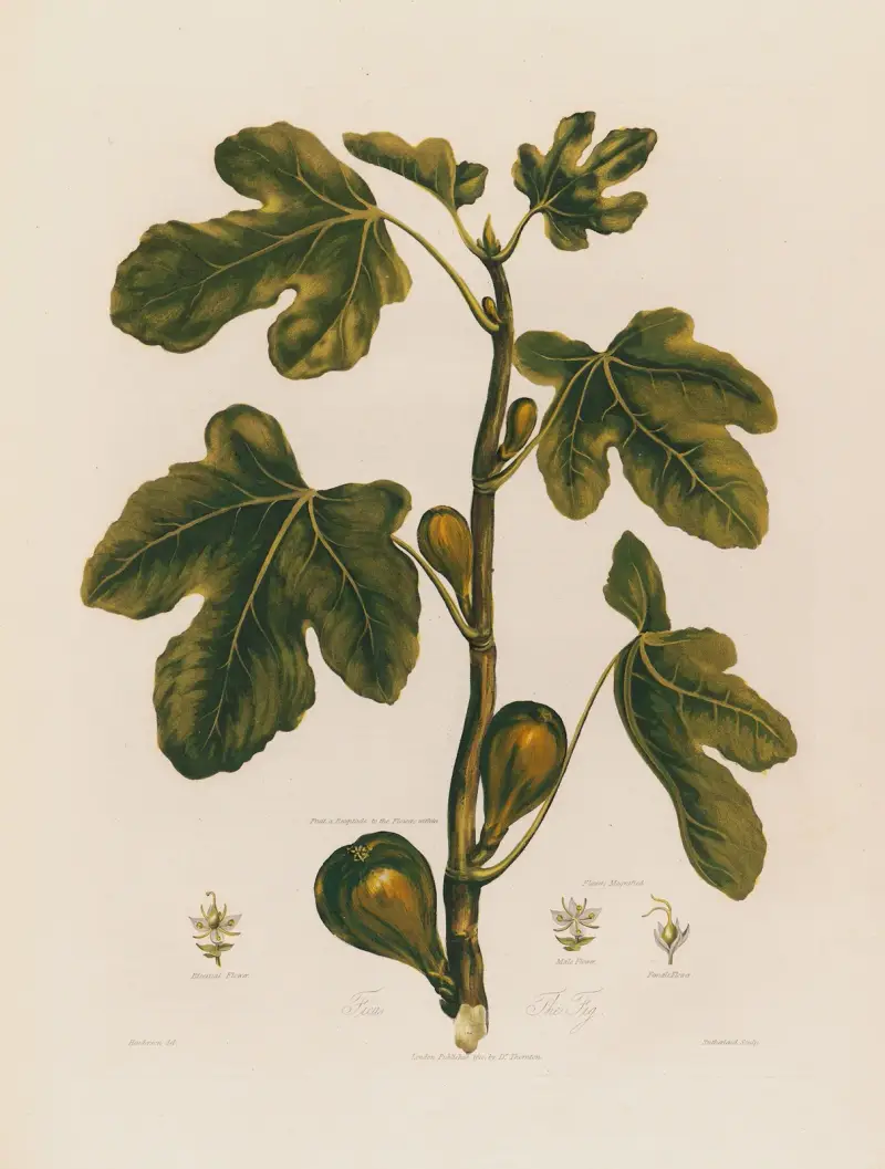 1. Ficus. The Fig. av Robert John Thornton