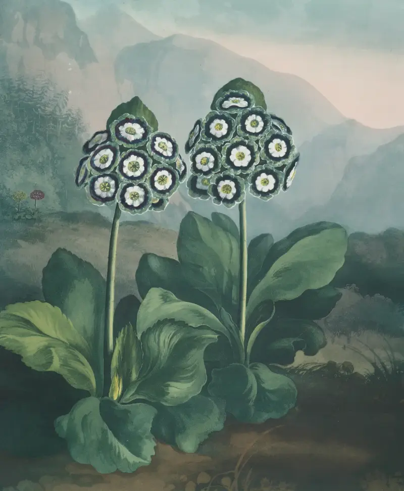 A group of auriculas. av Robert John Thornton