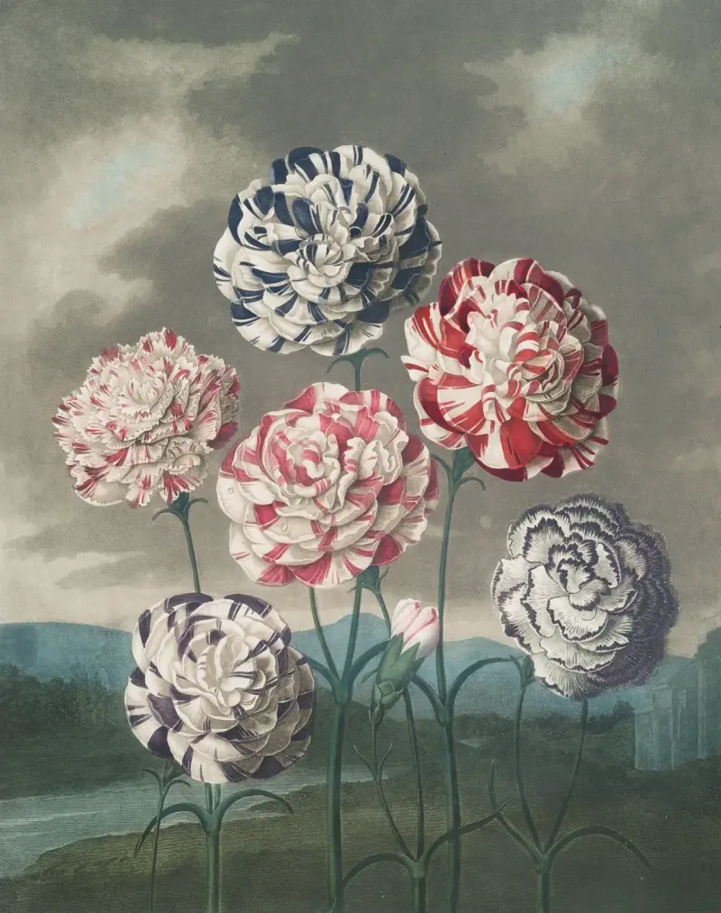 Grupa goździków, 1807, Robert John Thornton