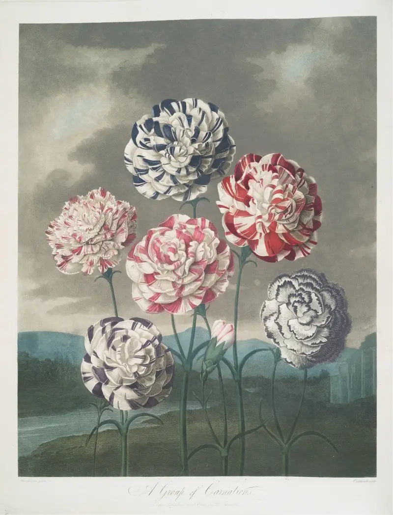 Eine Gruppe von Nelken von Robert John Thornton