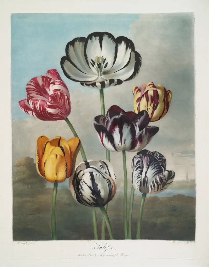 En grupp tulpaner av Robert John Thornton