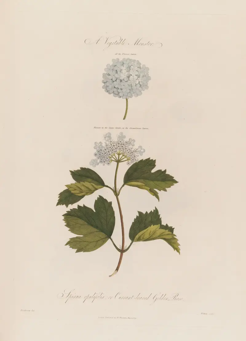 A Vegetable Monster. Spiraea opulifolia ; or Currant-leaved Gelder Rose av Robert John Thornton