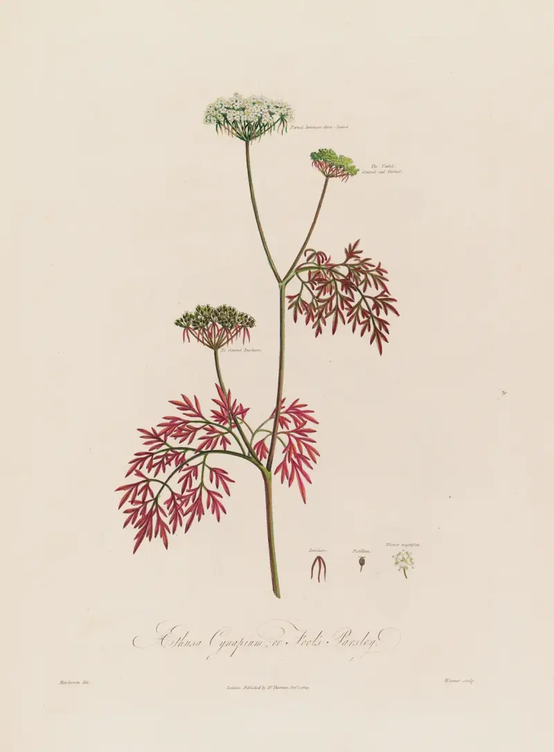 Aethusa Cynapium ; or Fool’s Parsley. av Robert John Thornton