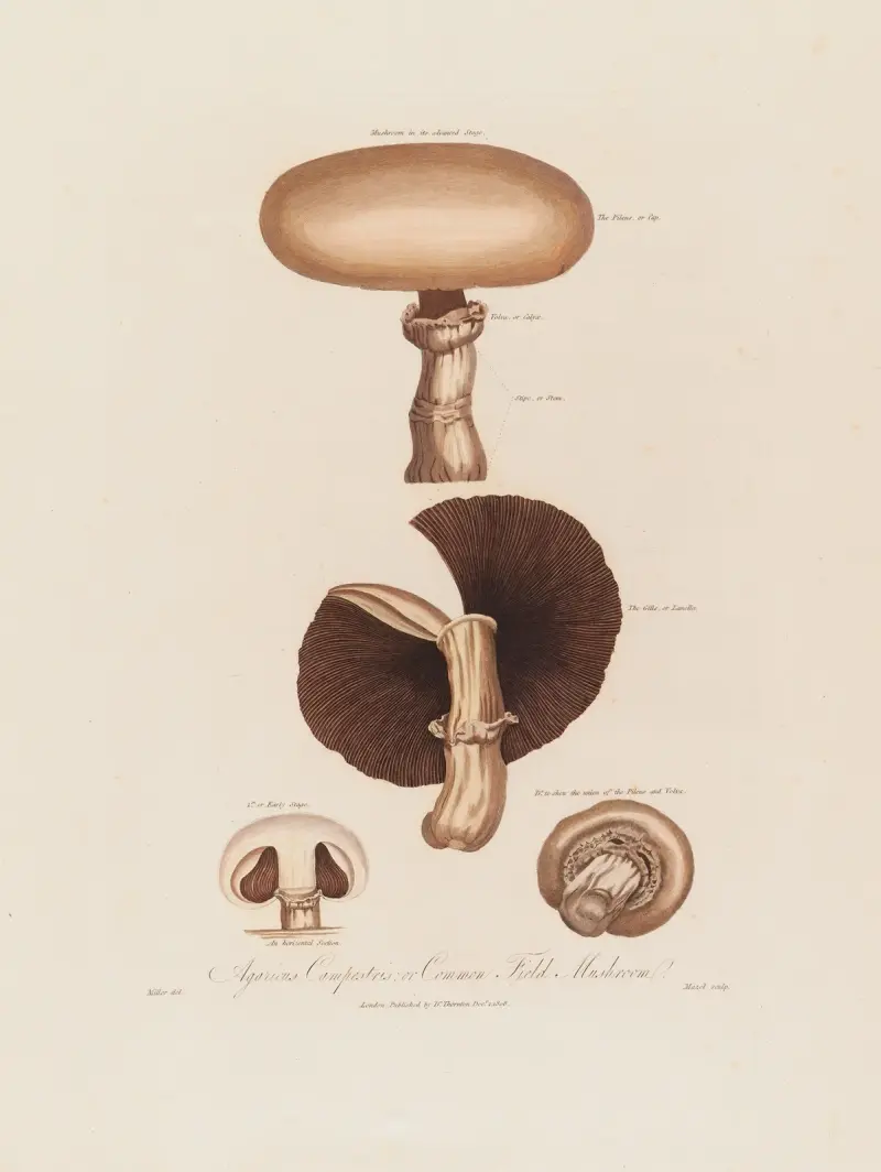 Agaricus Campestris ; or Common Field Mushroom av Robert John Thornton
