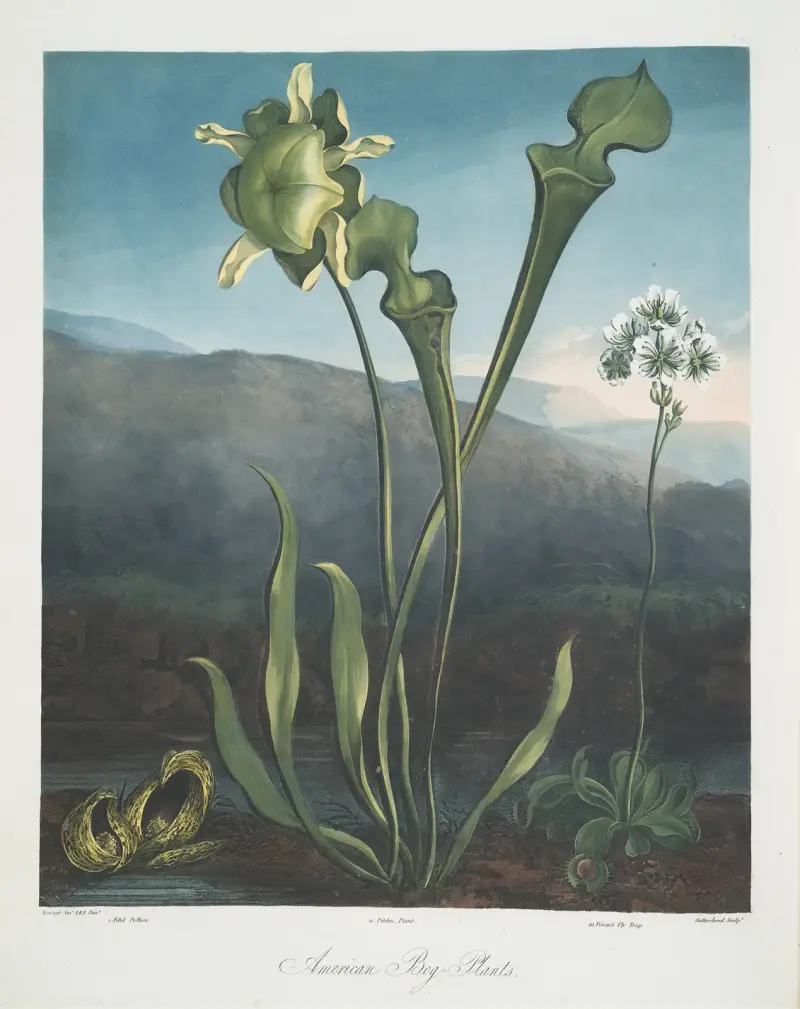 Amerikanska kärrväxter. I Fetid Pothos. II Pitcher Plant. III Venus’s Fly Trap. av Robert John Thornton