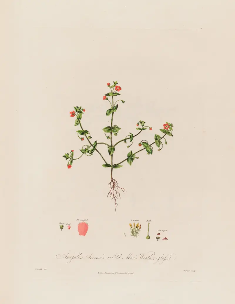 Rödmire (Anagallis Arvensis ; or Old Man’s Weather-glass) av Robert John Thornton