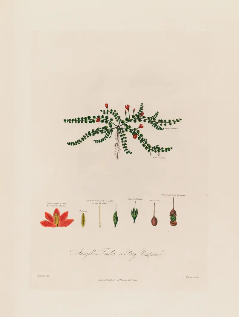 Anagallis Tenella; oder Bog Pimpernel von Robert John Thornton