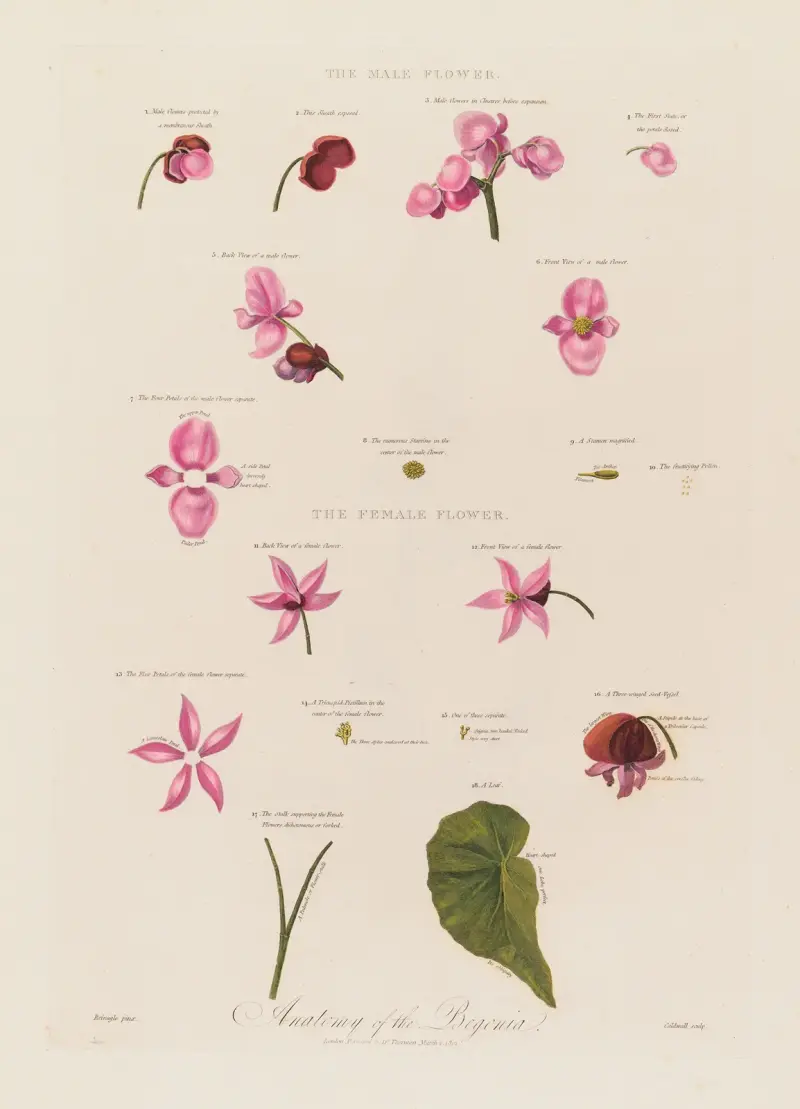 Begonians anatomi av Robert John Thornton