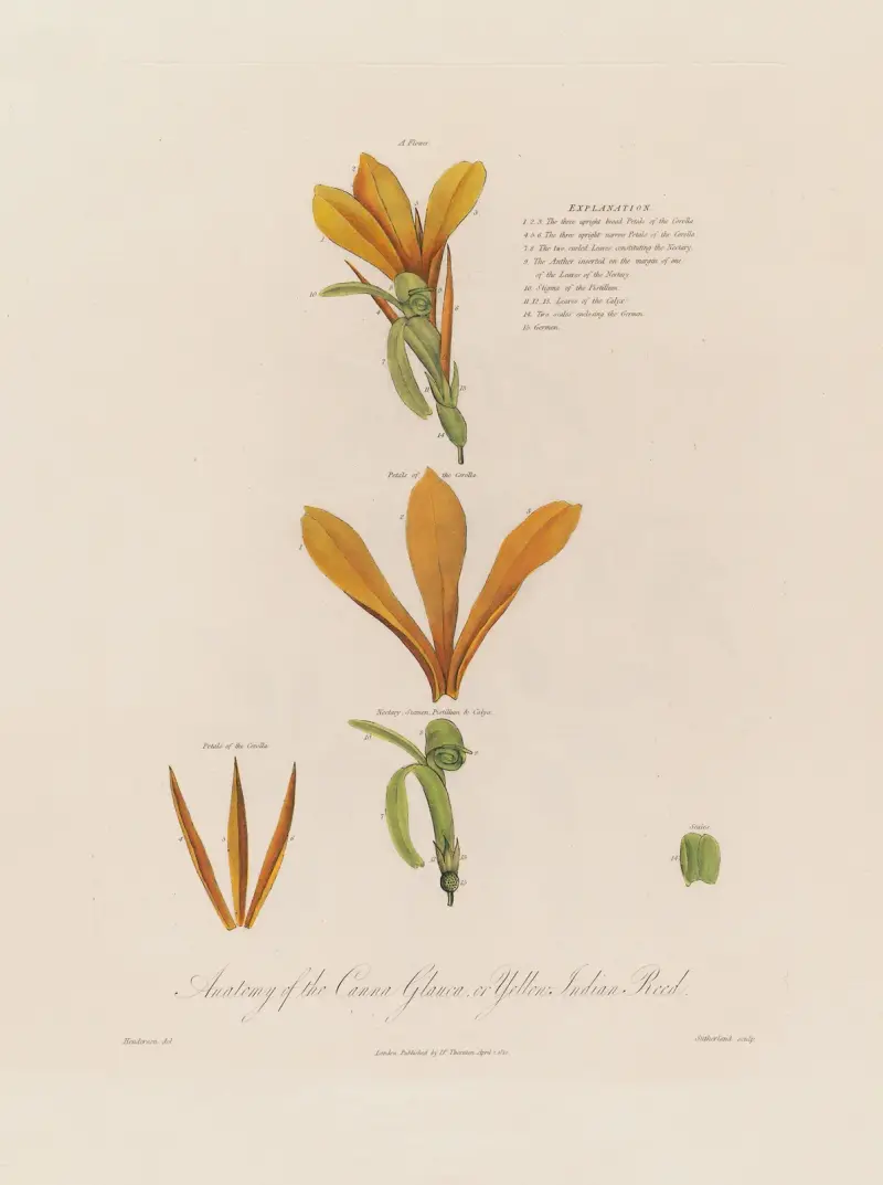Anatomi av Canna Glauca, eller Gul indisk rör av Robert John Thornton
