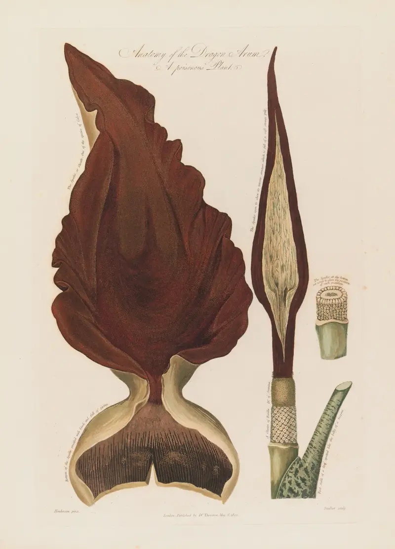Anatomy of the Dragon Arum. A poisonous Plant av Robert John Thornton